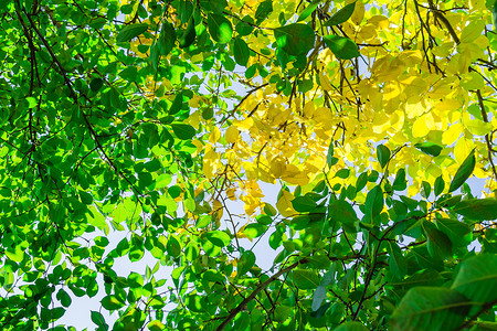 hdr环境贴图秋秋假hdr花园国家季节踪迹橙子小路公园森林树木豪杰背景