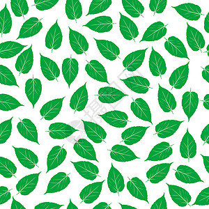 白色背景的绿叶桦木纺织品桉树树叶包装打印植物插图叶子艺术背景图片