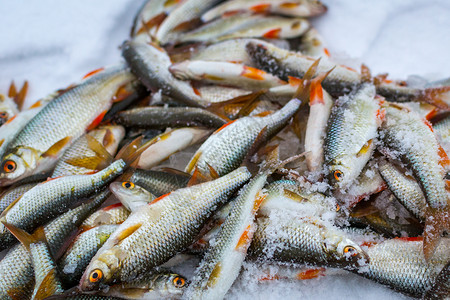 新鲜原生鱼动物海鲜钓鱼盘子市场食物美食生产蓝色海岸高清图片