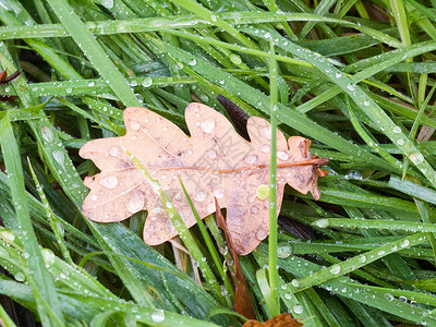 棕色秋秋天 在湿地板上的干橡树叶 绿草叶子高清图片素材