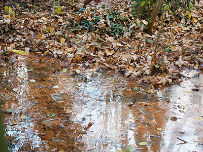 秋秋棕色枯叶 靠近湖面水表面干燥反射仪i风景裂缝森林场景木头环境沉积土地途径地面背景图片