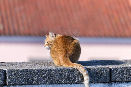 街头的黄猫背景图片