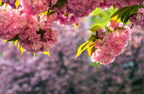 春时樱花花花起源公园气氛樱花幸福文化投标背景图片