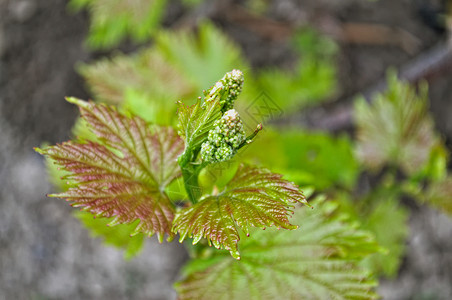 格拉比文开始种植小葡萄宏观花园森林生长葡萄园植物学绿色白色环境树叶背景图片