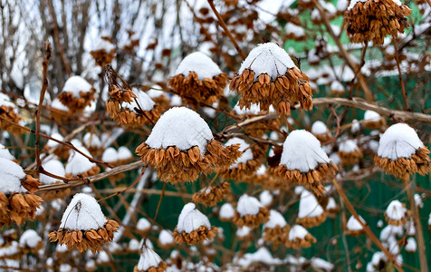 灌满雪的布什上的干种子宏观枝条季节温度荒野水晶场景植物群雪堆花序背景图片