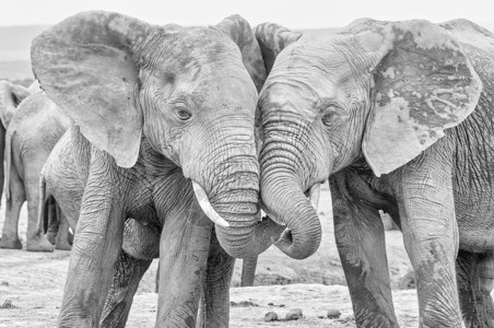 非洲的单色大象交互互动背景图片