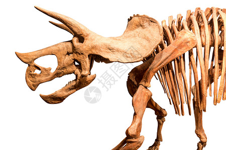的骨骼 孤立背景古生物学身体捕食者科学哺乳动物恐龙历史灭绝化石怪物喇叭高清图片素材