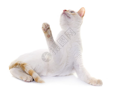 工作室里的白小白猫爪子白色连体蓝色宠物眼睛动物背景图片