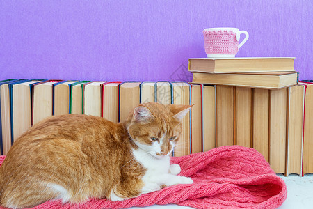 睡在粉红色围巾上的红猫和白猫饮料猫咪大学学校咖啡毛皮科学动物法律图书馆背景图片