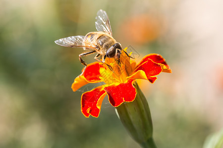 蜜蜂收集芳香荒野翅膀植物群蜂蜜植物飞行工人宏观夹克蓝色背景图片