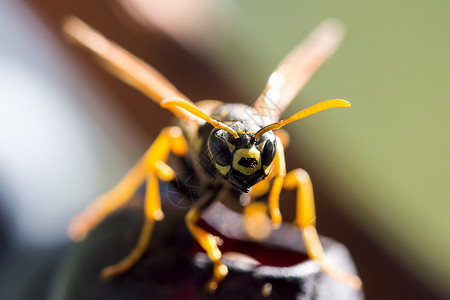 蜜蜂收集芳香荒野工人植物花粉蜂蜜飞行夹克昆虫植物学花瓣背景图片