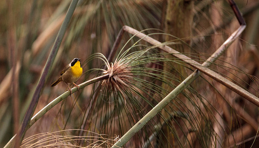 交锋美国鸟自然图片素材