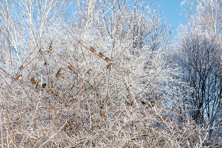麻雀在公园里冰霜灌木树枝上的麻雀 蓝明的冬天天空 阳光背景