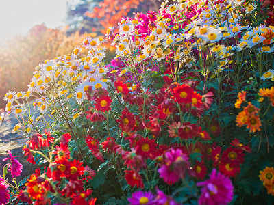 在早晨平静的园圃上的花朵背景图片