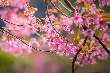 泰国清迈的樱花花花朵开花红斑寺庙土井花瓣传奇公园痤疮木头天空花园背景图片