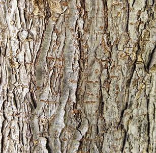 树干纹理皮肤乡村公园老化木头植物群植物墙纸木材宏观背景图片