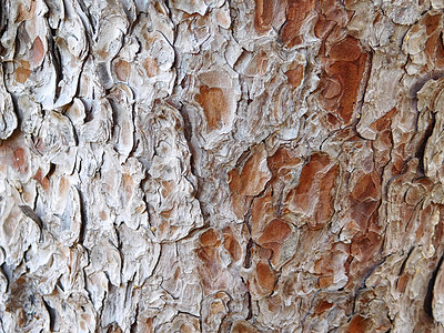 树干纹理森林墙纸木材薄片松树材料环境公园乡村木头背景图片