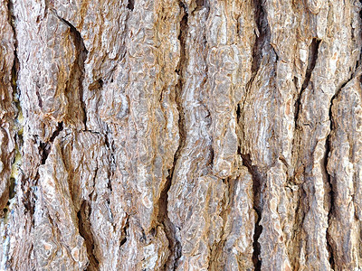 树干纹理环境森林乡村木材墙纸木头老化松树材料薄片背景图片