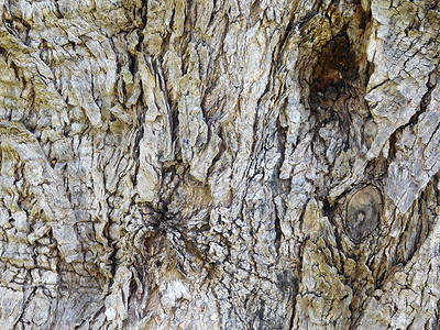 树干纹理木头木材植物群皮肤墙纸宏观乡村公园松树老化背景图片