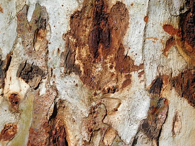 树干纹理墙纸公园材料森林皮肤乡村植物木材松树宏观背景图片