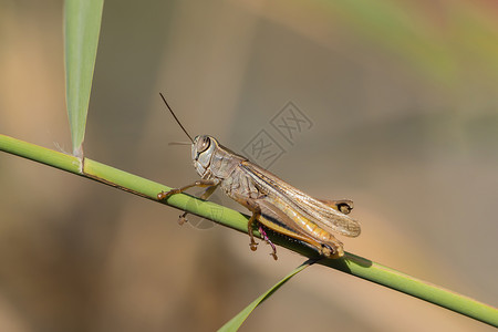 金螳螂素材一只坐在树枝上环境动物小麦金子花园蟋蟀眼睛草地植物翅膀背景