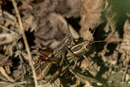 金螳螂素材地面上有两只小在地上搭配金子农场生态翅膀花园植物动物眼睛场地蟋蟀背景