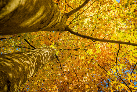 秋天在丰泰因白露的明黄叶叶子植物群环境金子季节木头公园桌面背景图片
