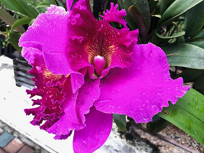 封闭紫兰花模糊背景热带植物学花园绿色粉色花束白色叶子花瓣兰花背景图片