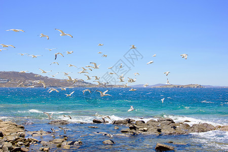 白色的鸟成群的飞航海鸥天空蓝色运动白色植物群阳光晴天背景