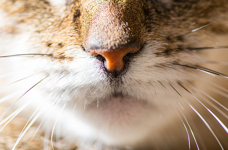 猫类捕食者草原情感猎人哺乳动物宠物眼睛背景图片