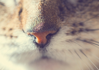 猫类草原宠物眼睛哺乳动物捕食者情感猎人背景图片