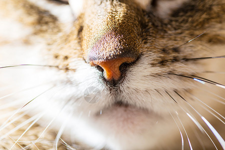 猫鼻子特写猫特写小猫棕色鼻子宠物三色黑色白色毛皮眼睛晶须背景