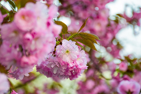 粉红色花朵樱花花 模糊的鲜花文化投标花园背景花瓣气氛樱花幸福起源背景图片