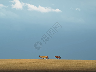 蒙古赛马素材马在草原上的马 在田里一小群马叛乱家庭动物跑步马场野马牧场野生动物农场马属背景