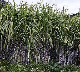 甘蔗在马地上的天然甘蔗热带荒野活力食物背景图片