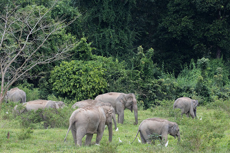 亚亚洲象是五大动物大耳朵国家婴儿野生动物森林旅游荒野旅行记录环境背景图片