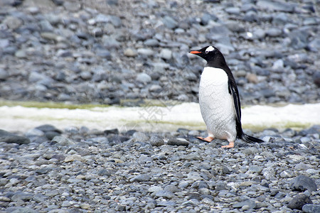 南极洲的企鹅寒冷生存野生动物支撑背景图片