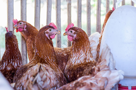 母鸡 鸡蛋在农场羽毛鸡舍家畜动物翅膀谷仓食物商业家禽房子生产高清图片素材
