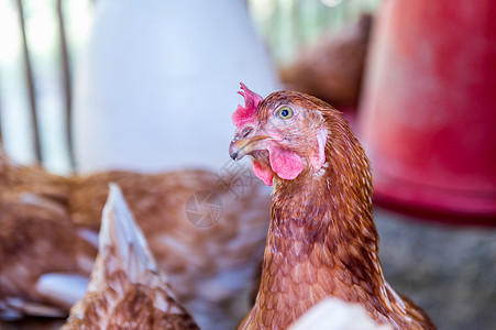 母鸡 鸡蛋在农场工厂食物羽毛谷仓翅膀公鸡农业商业生产家禽房子高清图片素材