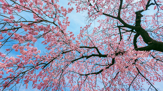 樱桃花和柔软的焦点 樱花季节在春天水果节日植物学花园压痛植物群背景图片
