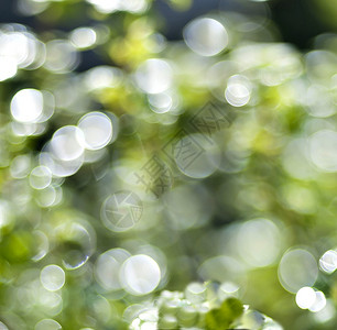 绿色旋涡光环绿色绿色背景 光环闪亮太阳活力季节植物群叶子墙纸花园晴天公园光束背景