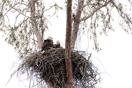 美国国鸟白头海雕双头秃鹰的双亲成人白头鹰孵化捕食者野生动物鸟类国鸟婴儿小鸡家庭背景