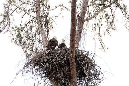 美国国鸟白头海雕双头秃鹰的双亲白头鹰捕食者婴儿家庭成人小鸡鸟类国鸟孵化野生动物背景