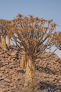 树 在纳米比亚苏特伦 2高清图片