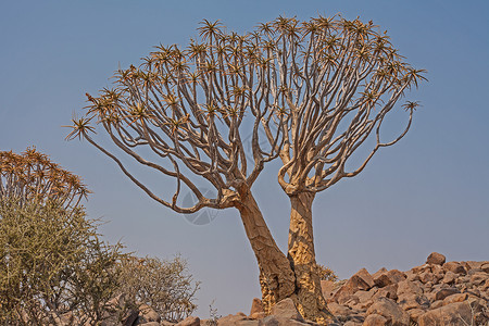 纳米比亚苏特伦的Quiver树 9高清图片