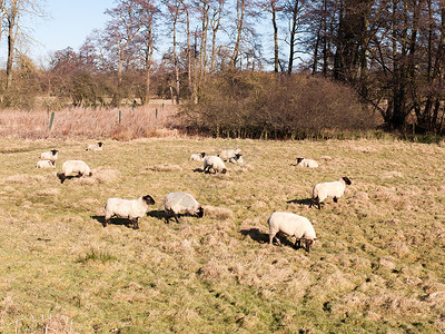 在田野的夏天春天 羊群在草地上休息放牧吃草家畜农田毛皮羊毛环境季节哺乳动物场景动物天空背景图片