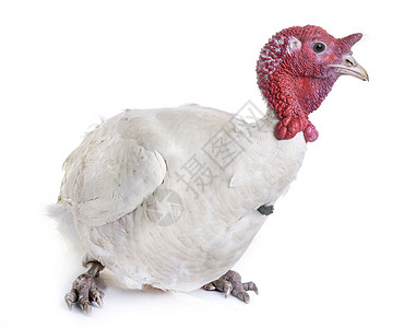 白荷兰火鸡农业动物羽毛工作室农场公鸡白色乡村奢华家禽背景图片