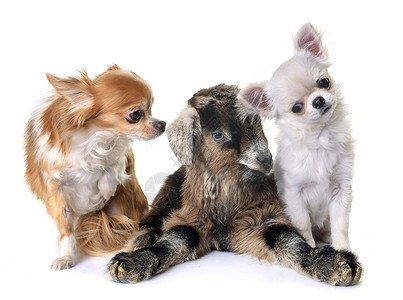 儿童 小狗和狗哺乳动物高清图片素材