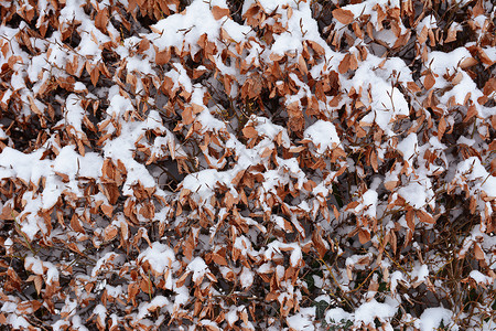 灌满鲜雪的蜂蜜树篱背景图片