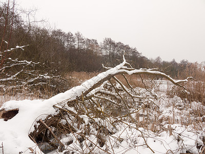 寒冷的自然冬天外树皮被砍伐覆盖高清图片素材